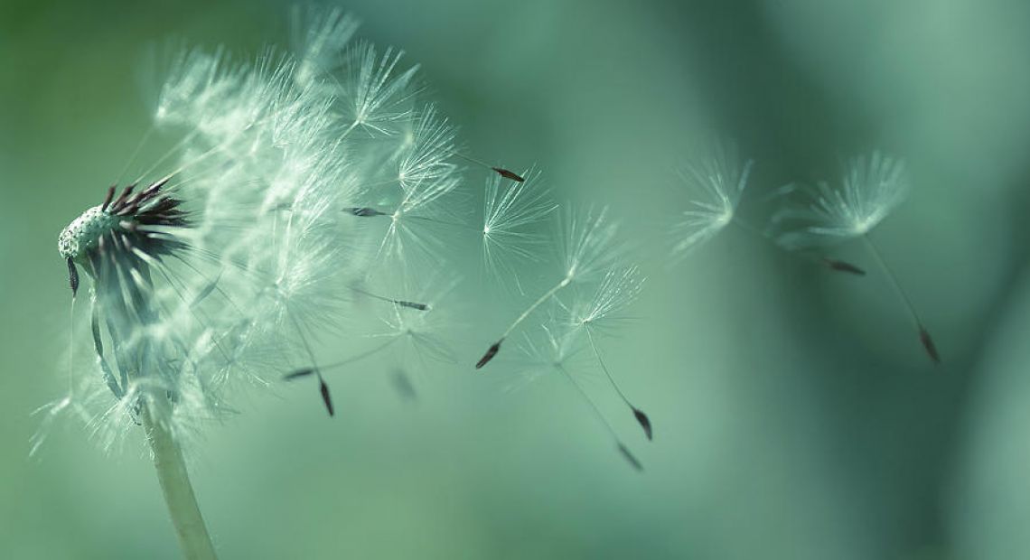 seeds-of-dandelion-florence-barreau.jpg
