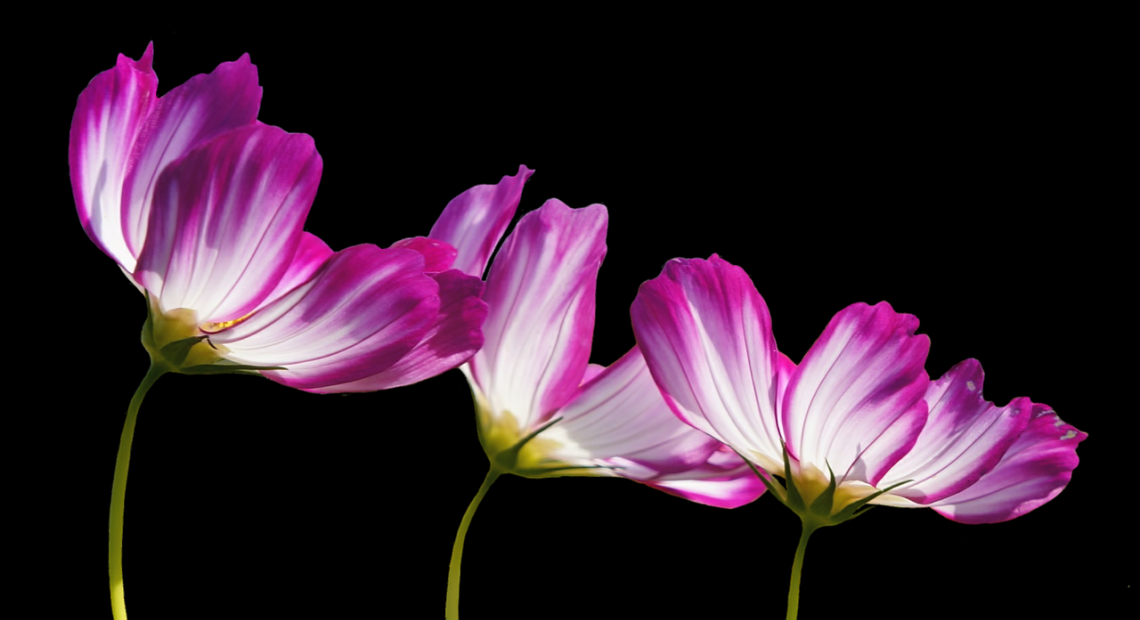 flowers-2708995_1280.png