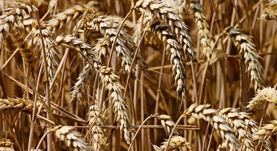 wheat-3524861_1280.jpg
