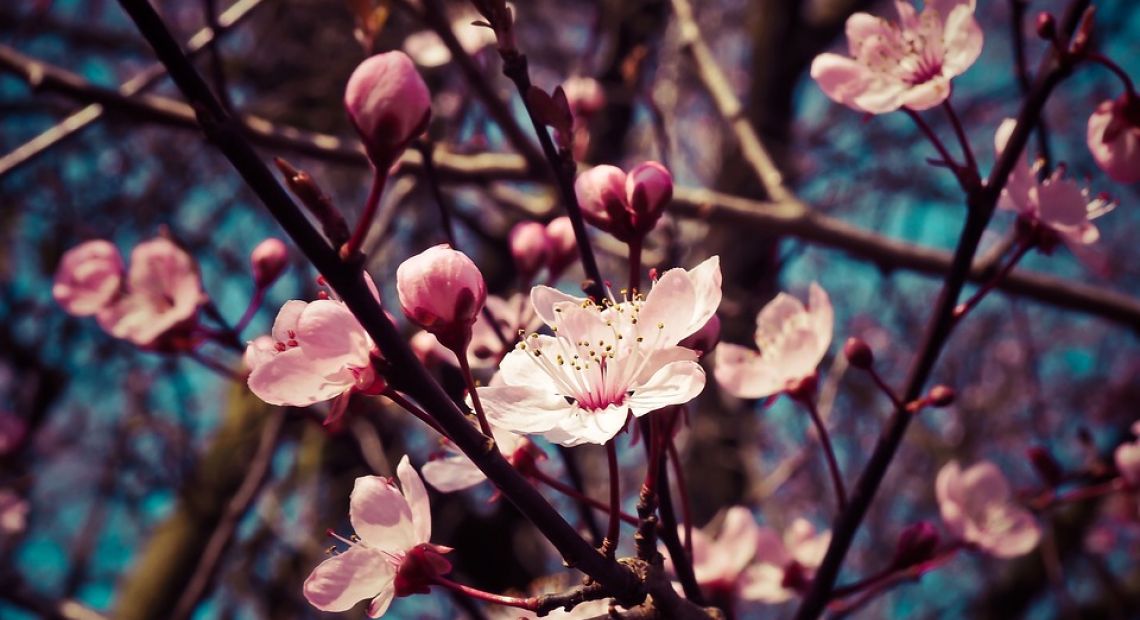 almond-blossom-1229138_960_720.jpg
