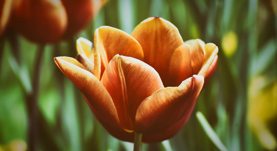 tulips-4773209_1920.jpg