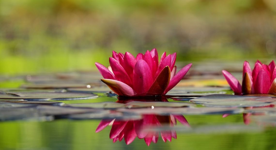 water-lily-1442497_960_720.jpg