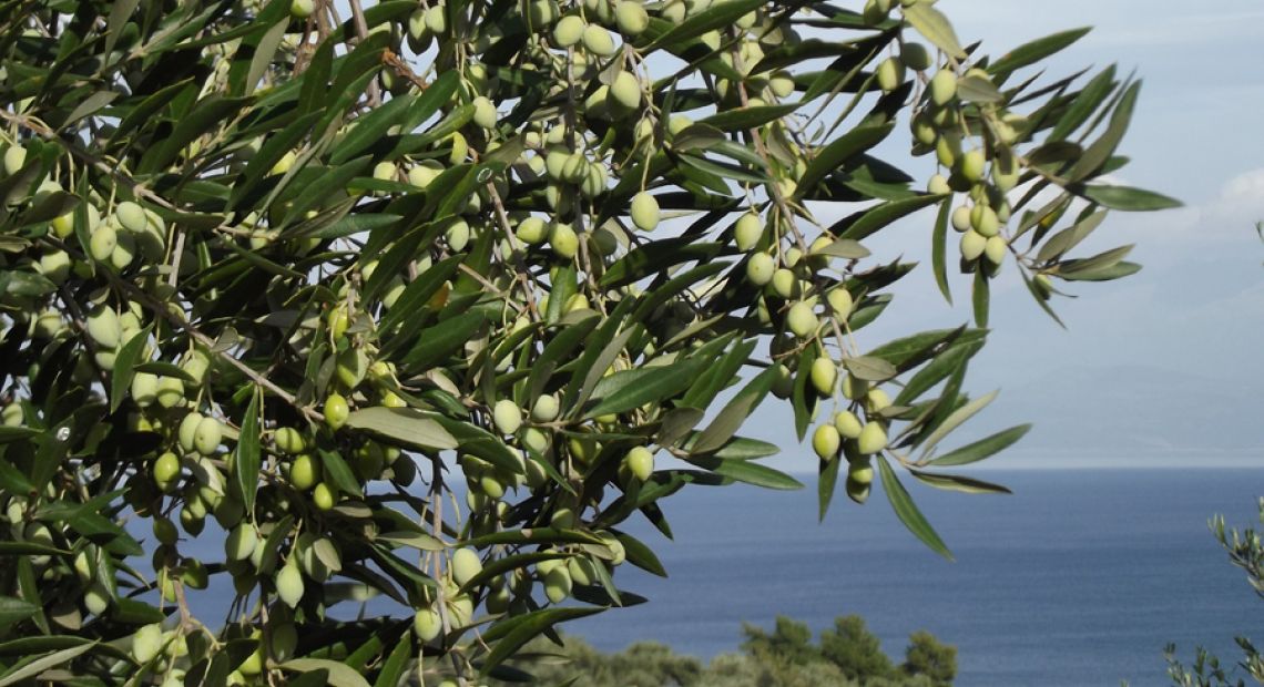oliveoilmore.jpg