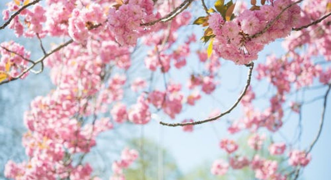blossom-tree-sky-nature-1038508.jpeg