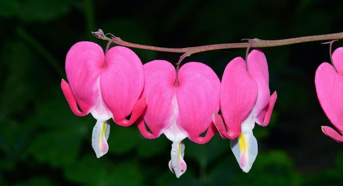 bleeding-heart-784391_960_720.jpg