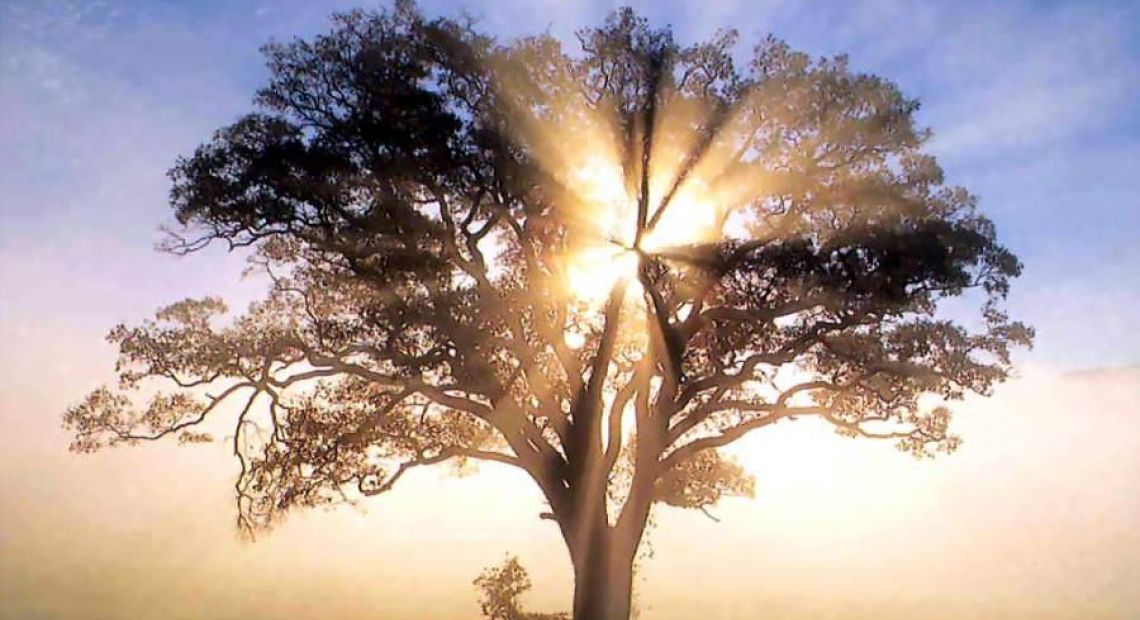 America_-_oak_tree_in_new_england_sunrise.jpg
