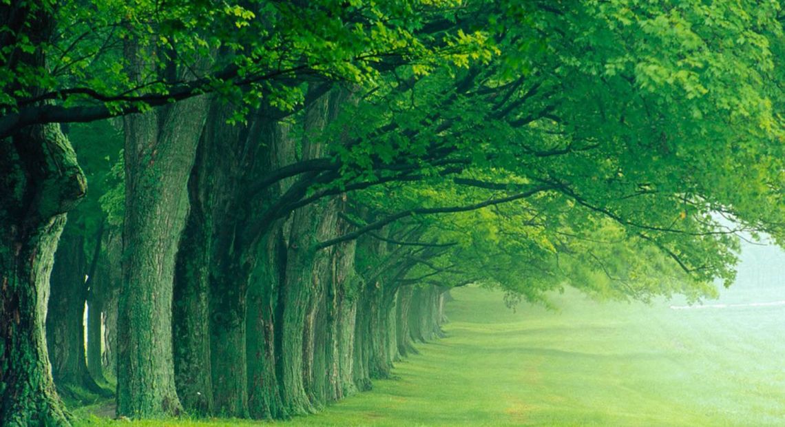 green-trees-wallpapers.jpg