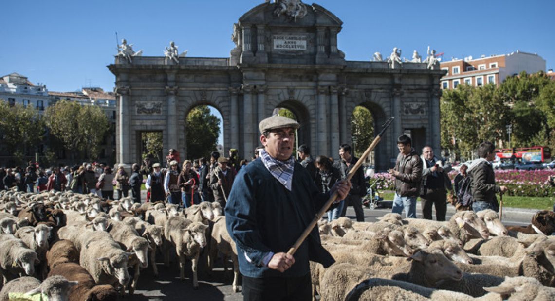 sheep-mustered-centre-madrid.jpg
