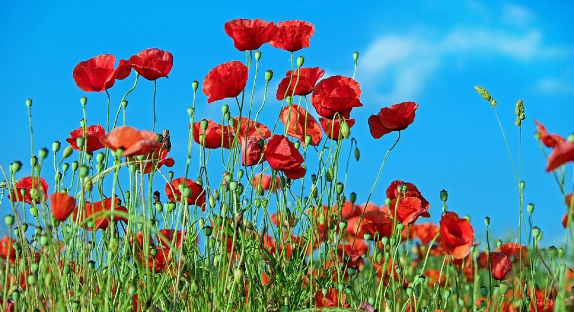 poppy-1447203_960_720.jpg