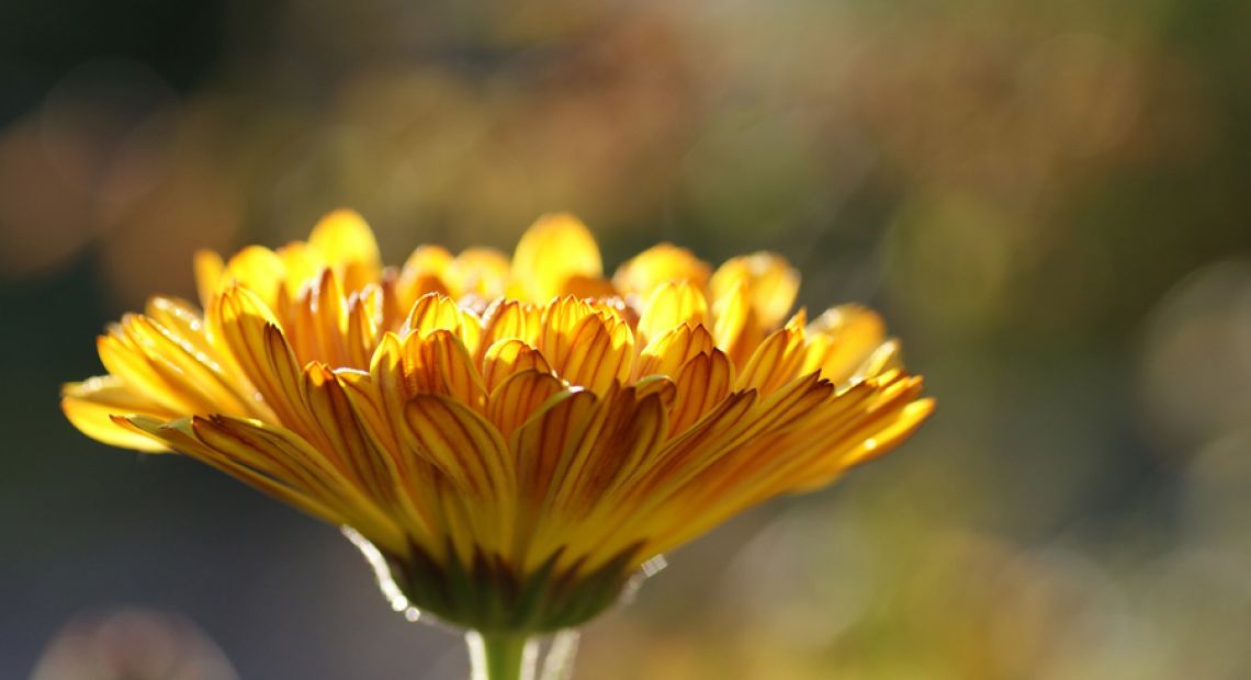 calendula-185322_1920.jpg