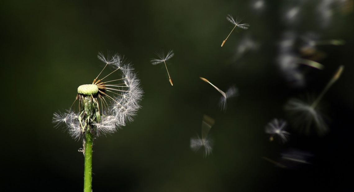 dandelion-1931080_960_720.jpg