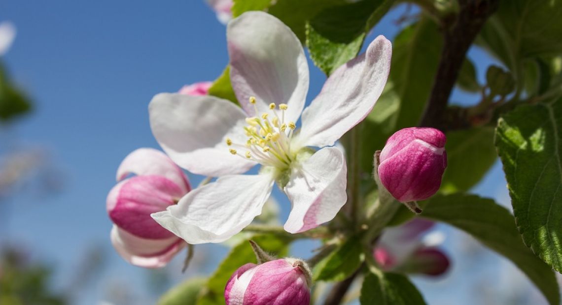 apple-blossom-1277009_960_720.jpg