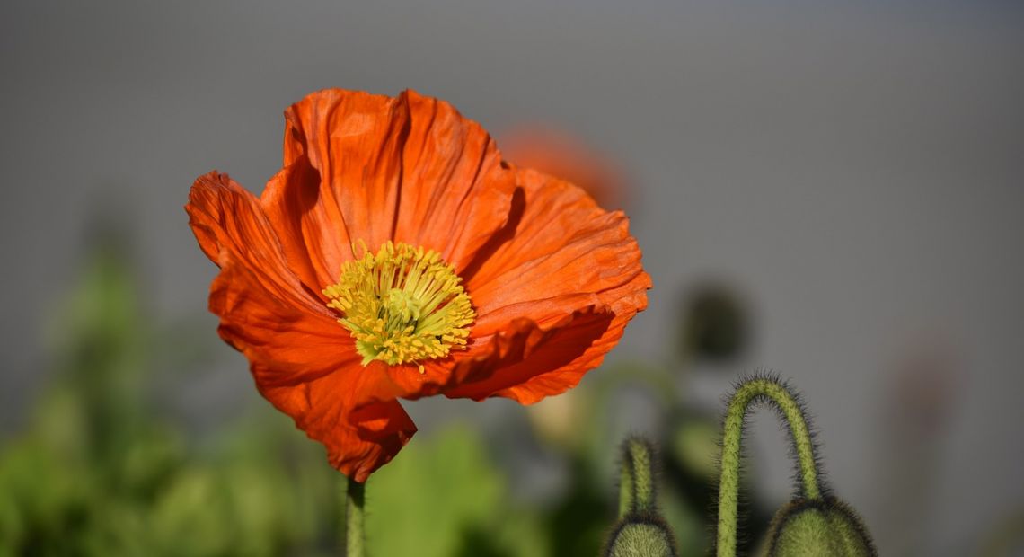 poppy-1330450_1280.jpg
