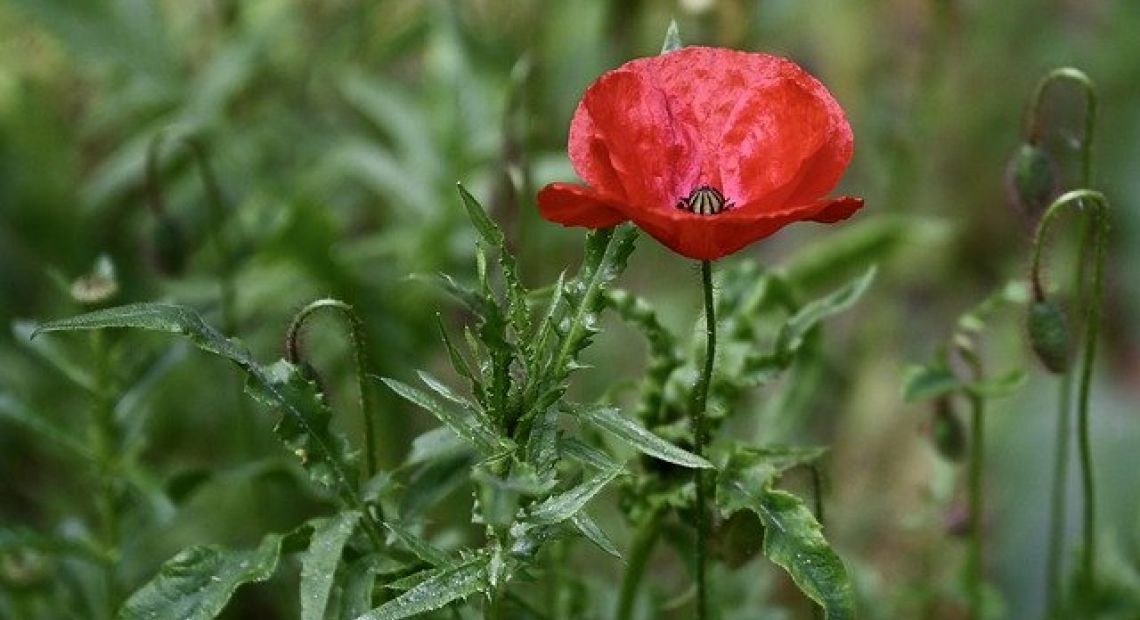 poppy-5202747_640.jpg