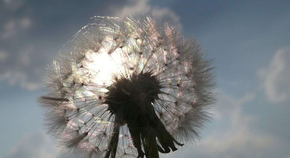 dandelion-408445_960_720.jpg