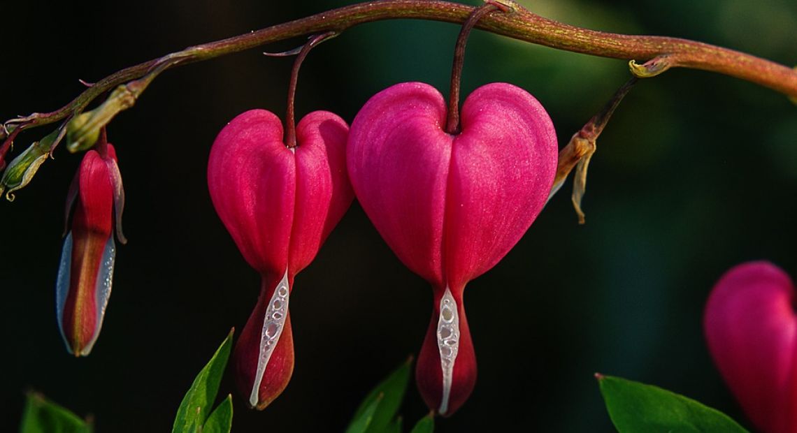 bleeding-heart-332161_960_720.jpg