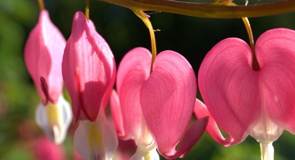 bleeding-heart-3375169_1280.jpg