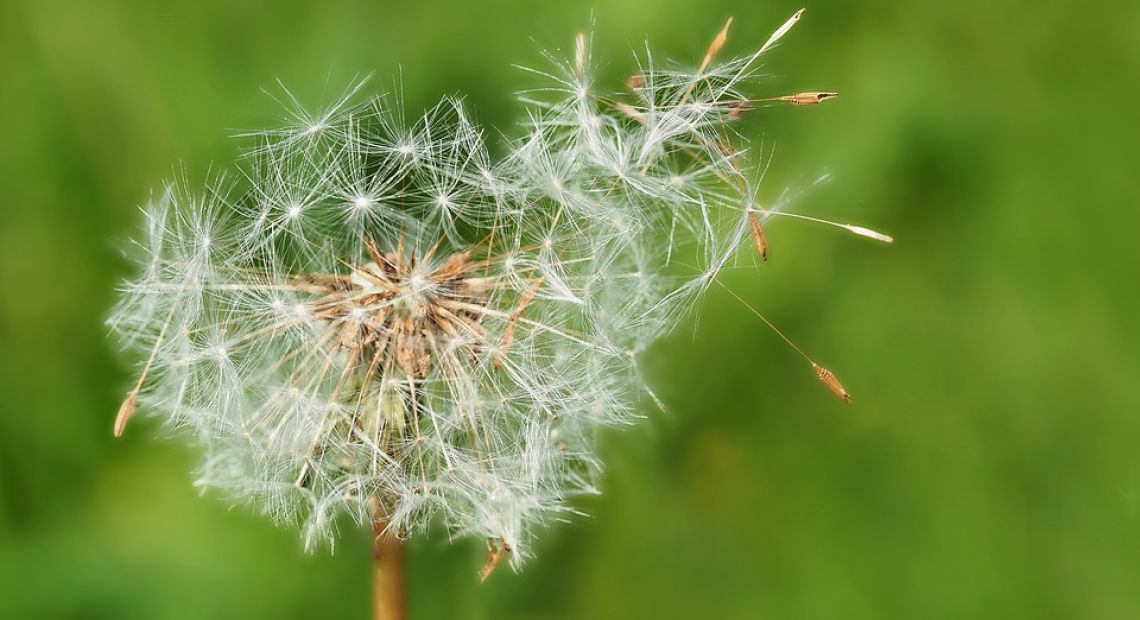 dandelion-1335575_960_720.jpg
