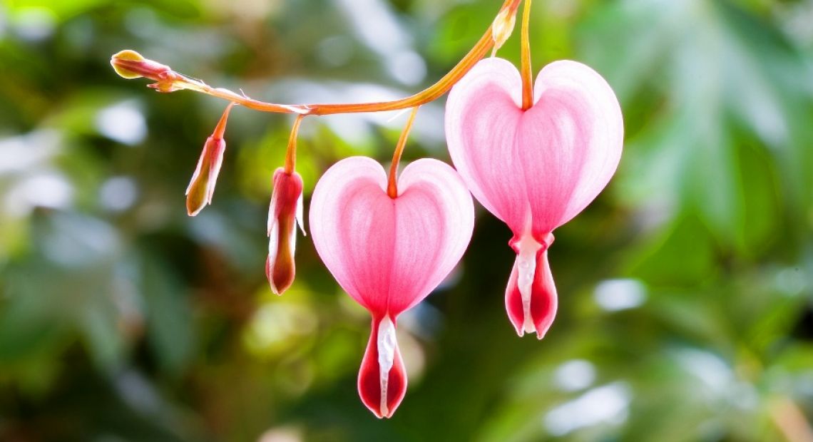 pink-heart-nature-description-the-above-is-flowers-in-225834.jpg