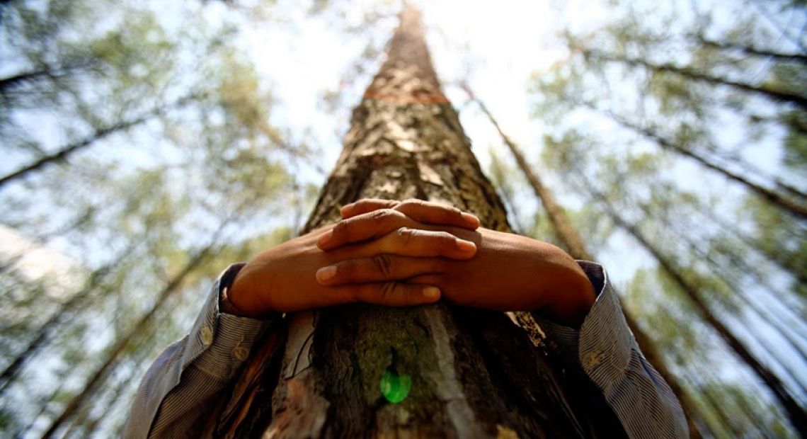 tree.jpg
