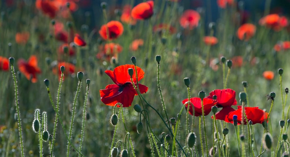 poppies-384926_960_720.jpg