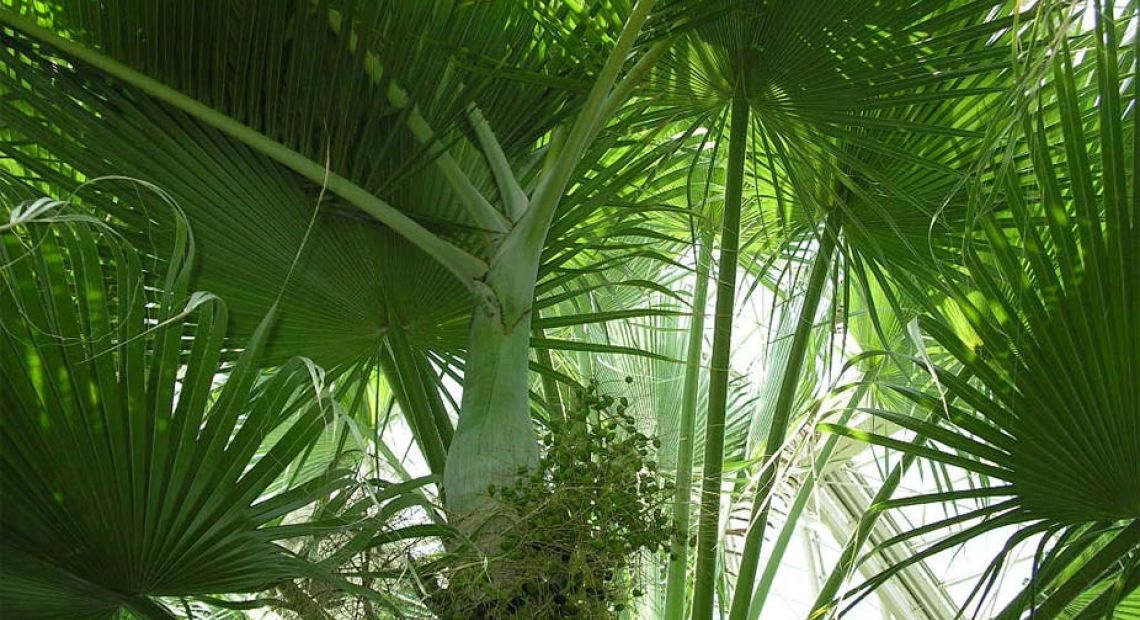 Palm-Sunday-Backgrounds-9.jpg