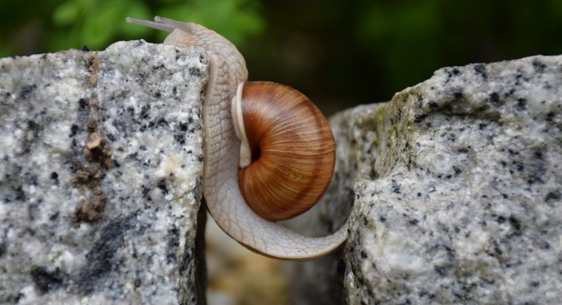 snail-1447233_1280.jpg