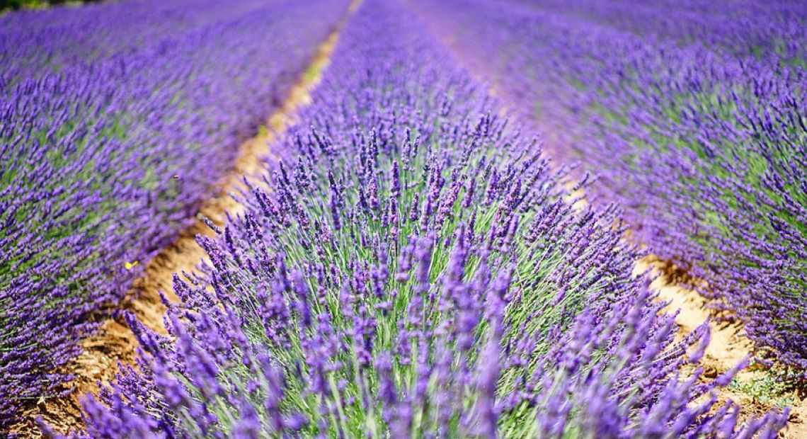 lavender-flowers-1595487_960_720.jpg