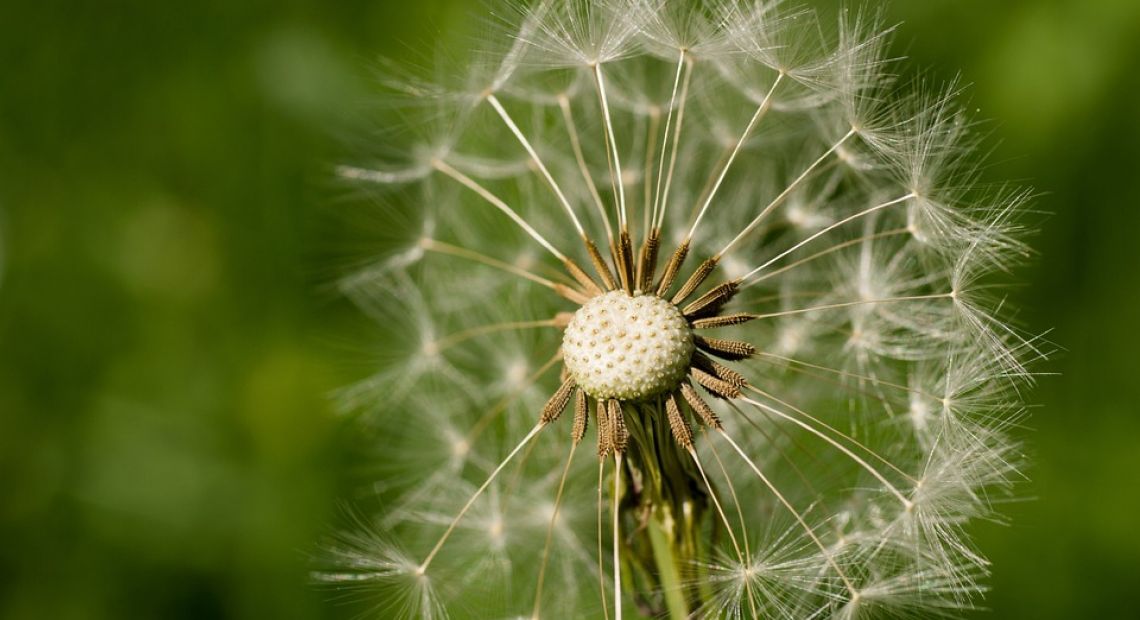 dandelion-111014_960_720.jpg