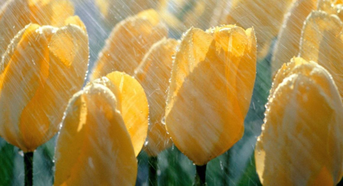 Nature___Flowers_Yellow_tulips_in_the_rain_100066_29.jpg