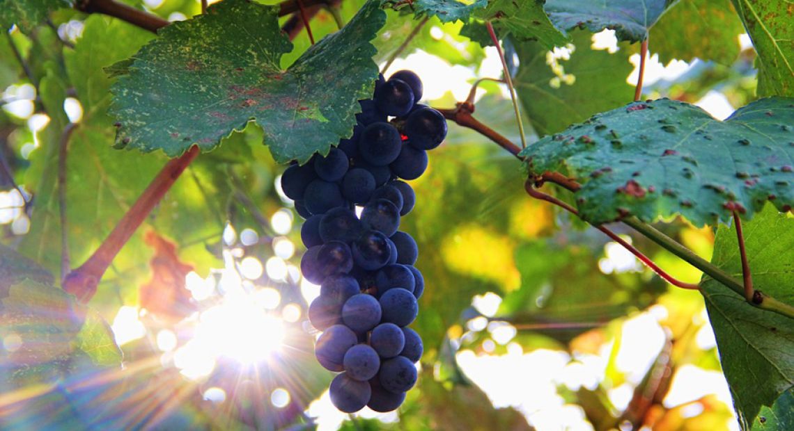 grapes-877301_960_720.jpg
