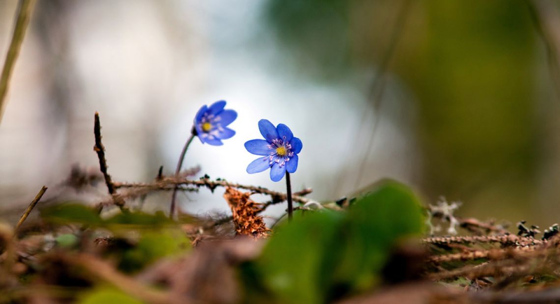 Two-blue-flowers.jpg