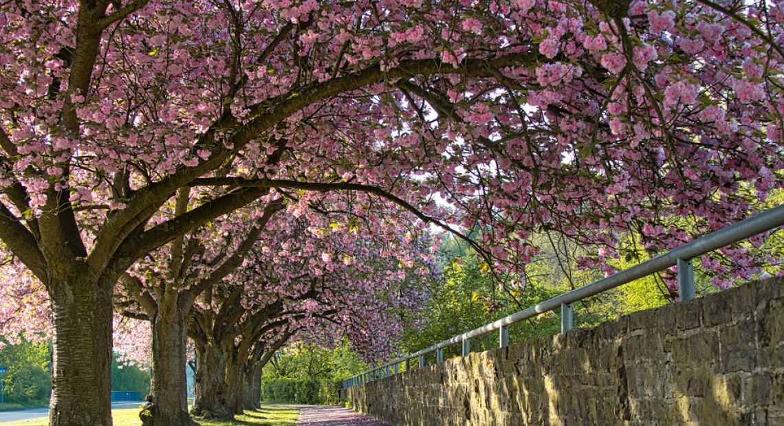 cherry-blossoms-5055328_960_720.jpg