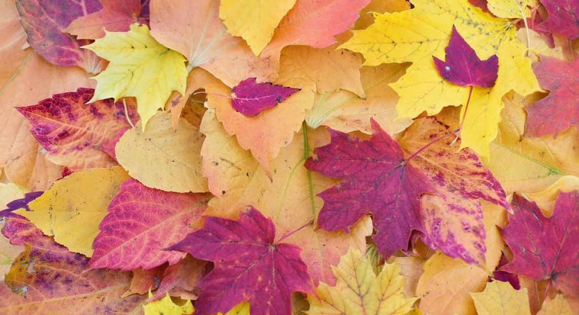 autumn-leaves-1789665_960_720.jpg