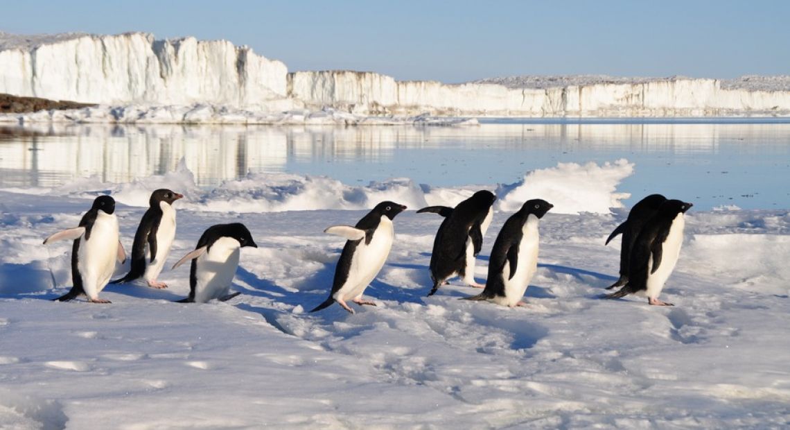 penguins_birds_arctic.jpg