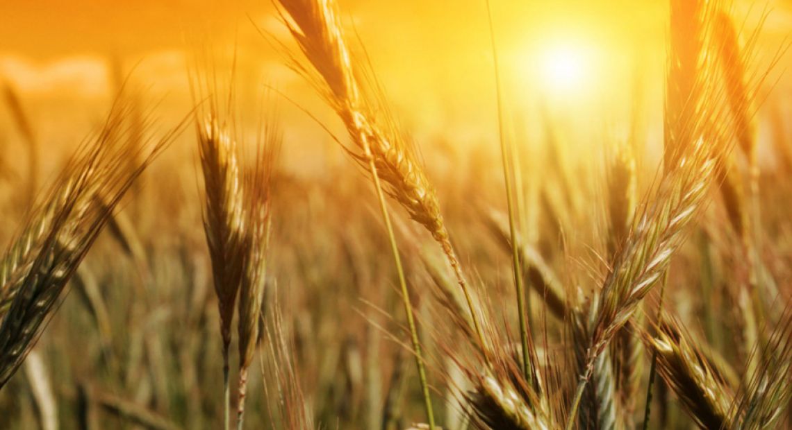 Wheat-Field-3-HD-Wallpaper.jpg