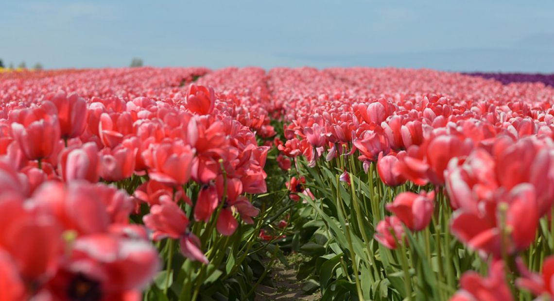 tulips-1331589_960_720.jpg