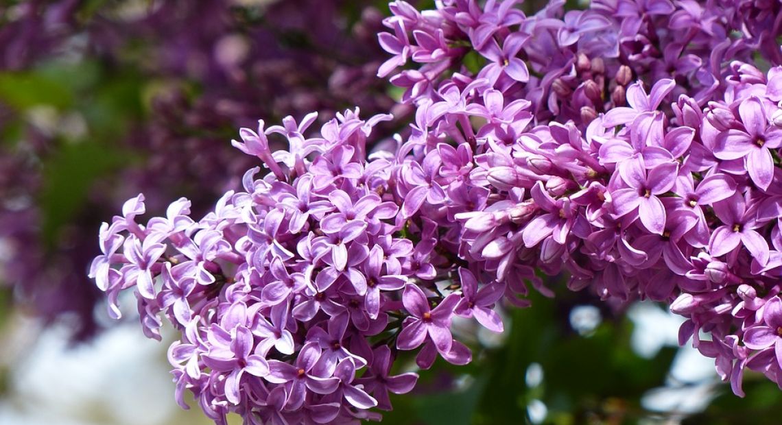 lilac-1463470_960_720.jpg