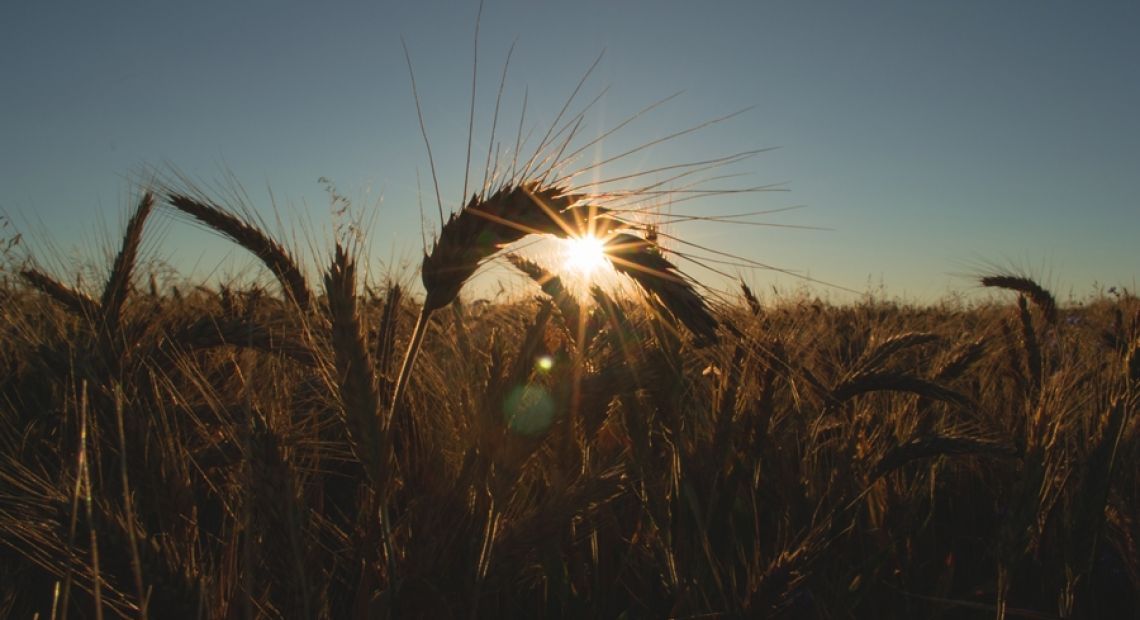 agriculture-backlit-bread-134879.jpg