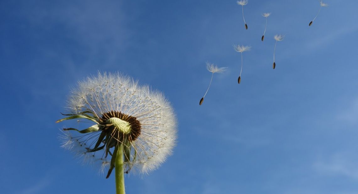dandelion-463928_960_720.jpg