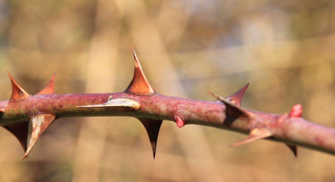 thorns-627759_960_720.jpg