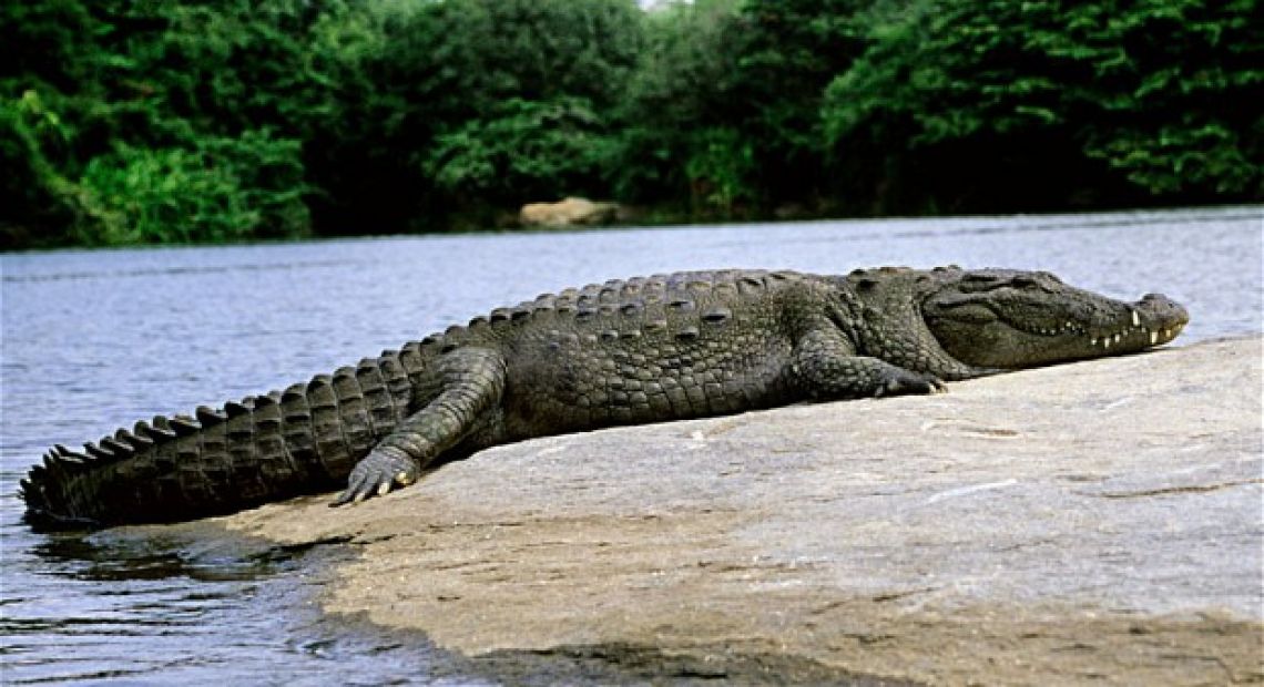croc_2369159b.jpg