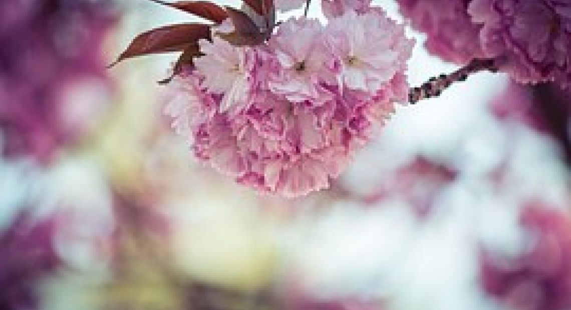 japanese-cherry-1342221__180.jpg