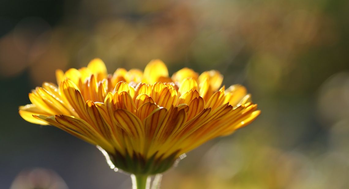 calendula-185322_1280.jpg