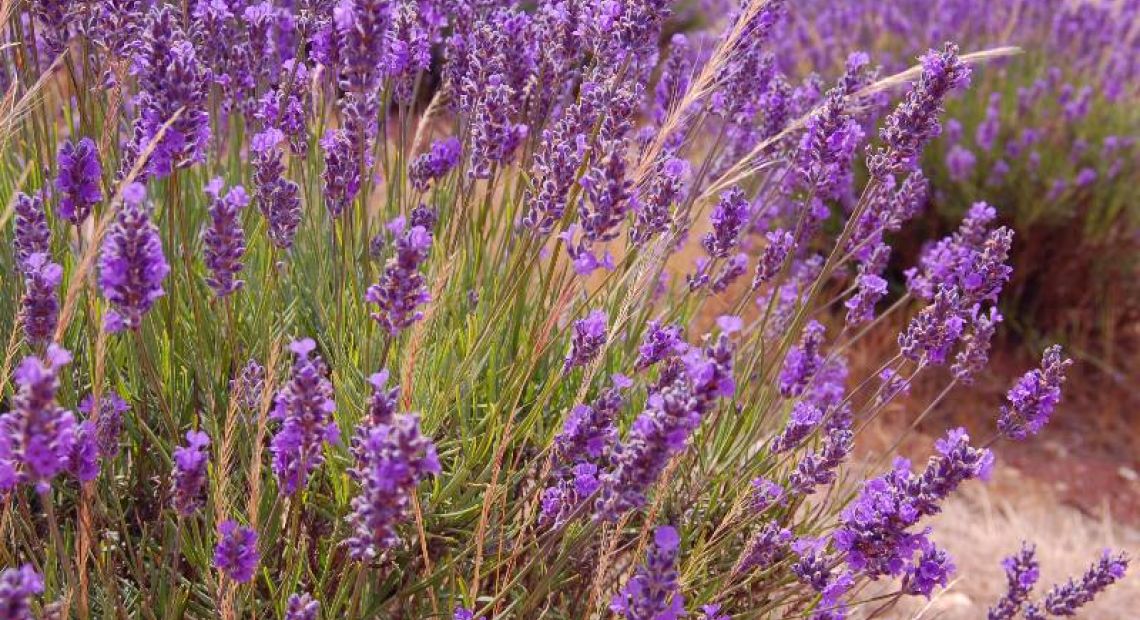 lavanda.jpg