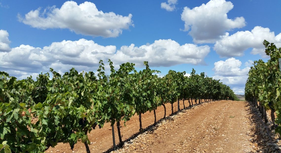 vineyard-1014890_1280.jpg