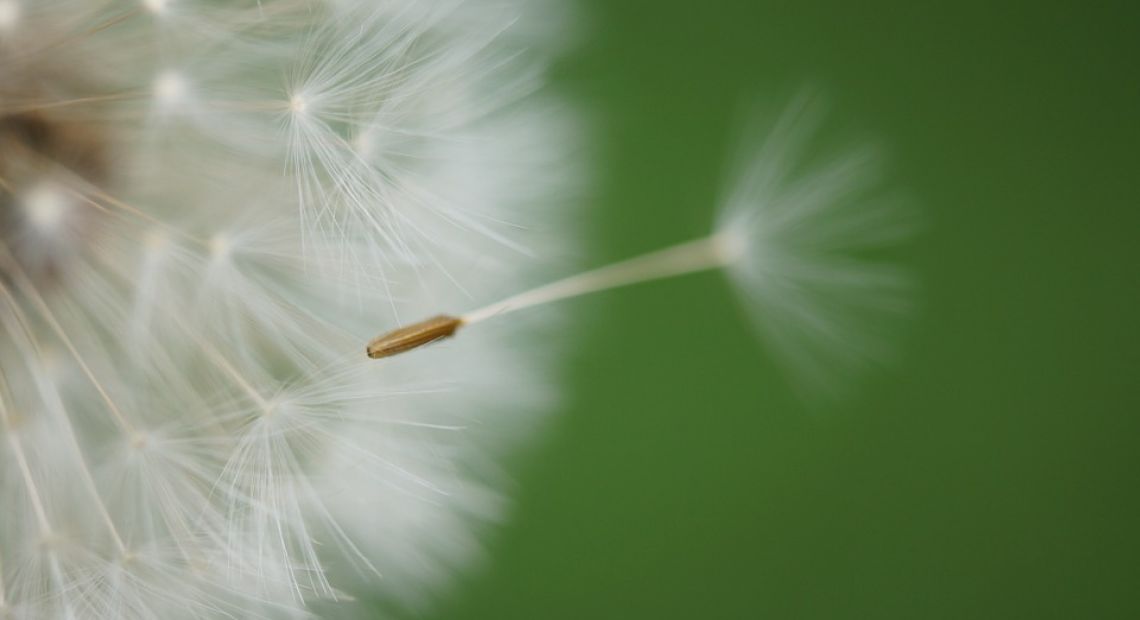 dandelion-1043784_960_720.jpg