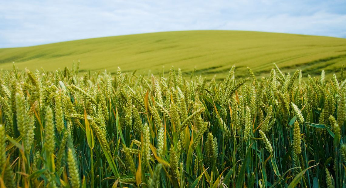corn_field_3_a.jpg