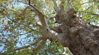 2011-HR-Trsteno-Krone