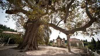 Arboretum-Trsteno-Croazia
